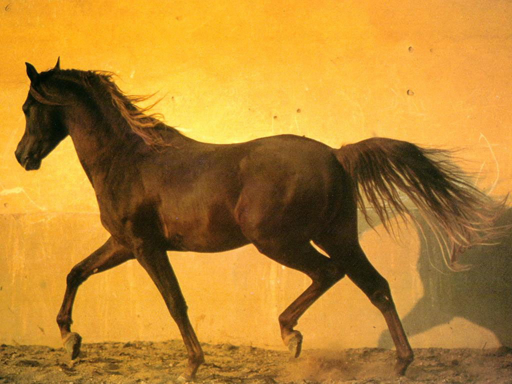 horse4