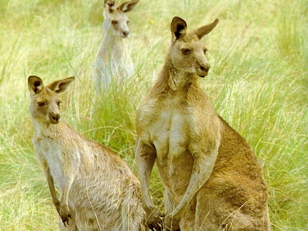 kangaroo1