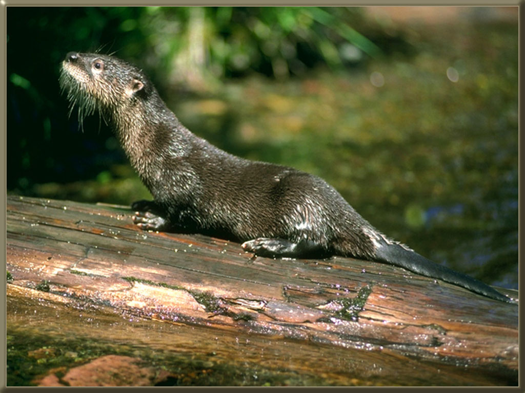 otter