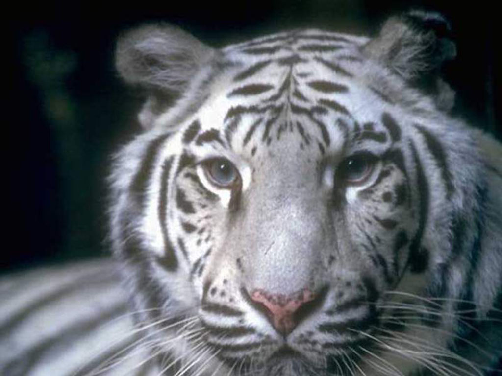 whitetiger