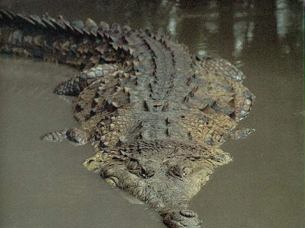 crocodile