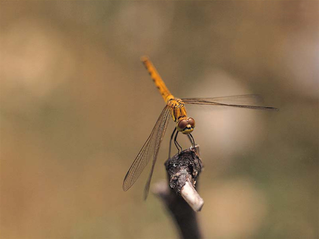 dragonfly1