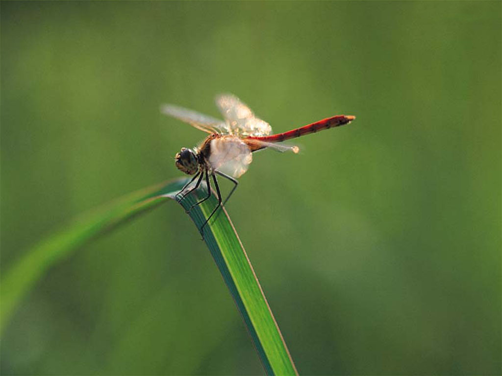 dragonfly3