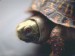 turtle2