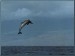 atlanticspotteddolphin